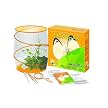 Fascinations World Alive Butterfly Insect Kit