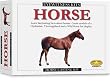 Skullduggery Inc. Eyewitness Kit Horse Casting Kit