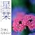 星栞 2012年下半期の星占い (一般書籍)