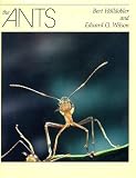 The Ants