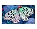 Butterfly in Blue