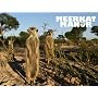 Meerkat Manor Season 2