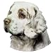 cocker spaniel - Clumber Spaniel Sticker2008