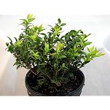 Top Hat Dwarf Blueberry Plant - Bonsai/Patio/Outdoors