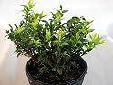 Top Hat Dwarf Blueberry Plant - Bonsai/Patio/Outdoors