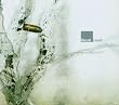 Liquid