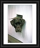 Framed Print of Chocolate Labrador from RSPCA