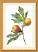 Fig (bot. Ficus violacea) Framed Print by Pierre-Joseph Redoute Framed