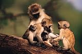Hanging with the Primates