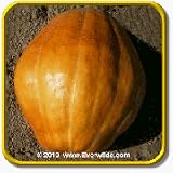 1 Oz Pumpkin Seeds - 'Atlantic Giant' Bulk Vegetable Seeds