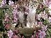 10-Week, Grey Burmese-Cross Kittens, on Birdbath Among Pink Mallow Flowers and Double Clarkia Photographic Poster Print by Jane Burton, 9x12