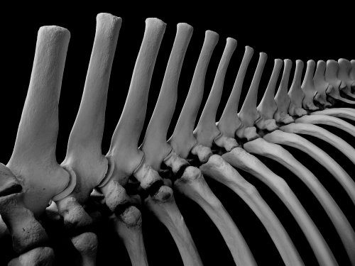 Cover image : BONES ― 動物の骨格と機能美
