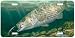 Rock Star - Striped Bass Fish Art Print - License Plate by Randy McGovern from Airstrike, Inc.