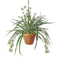 Forever Silk 17-SPG113 Spider Plant in Hanging Basket