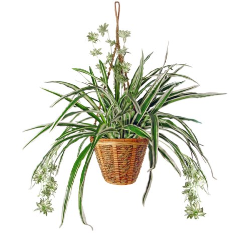 Forever Silk 17-SPG113 Spider Plant in Hanging Basket