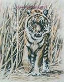 Bengal Tiger - Drawing by Cindy Farmer