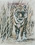 Bengal Tiger - Drawing by Cindy Farmer