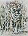 Bengal Tiger - Drawing by Cindy Farmer