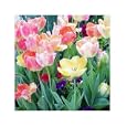 Radiance Botanical Photographic Poster Print, 20x24