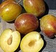Flavor Grenade Pluot Tree -- 12 by 12 Inch Container