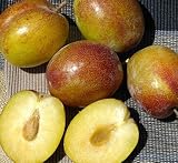 Flavor Grenade Pluot Tree Five Gallon Container