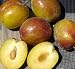 Flavor Grenade Pluot Tree Five Gallon Container