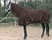 Abschwitzdecke mit Halsteil Polar-Fleece braun 300g
