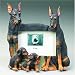 Doberman Pinscher Photo Frame (4x6)