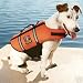 Outward Hound Dog Life Jacket - Medium
