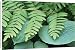 Canvas Prints of Royal fern (Osmunda regalis) from Science Photo Library