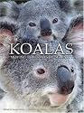Koalas: Moving Portraits of Serenity