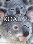 Koalas: Moving Portraits of Serenity