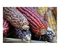 Indian Corn Tips Botanical Photographic Poster Print by Carmen Mandel-Cesareo, 24x20