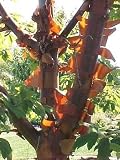 Chinese Paperbark Maple 10 Seeds/Seed - Acer griseum