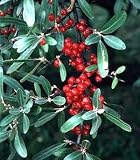 Silberbüffelbeere - Shepherdia argentea - Samen
