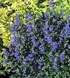 Petit Bleu Bluebeard Shrub - Caryopteris - The Best!