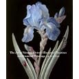 The Art of Natural History: Illustrated Treatises and Botanical Paintings, 1400-1850 (Studies in the History of Art Series)