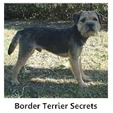 Border Terrier Secrets: How to Raise Happy and Healthy Border Terriers