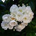 Rambler "Bobbie James" - (5-Liter Topf)