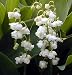 Rare Double Lily of the Valley Flore Pleno -SHADE- NEW!