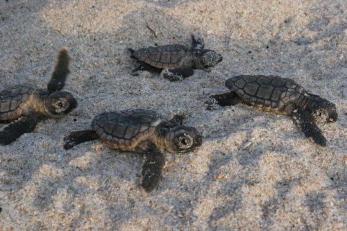 Tortuga - Die unglaubliche Reise der Meeresschildkröte