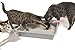 PETSCATCH Teflon Coated Cat Litter Scoop with Solid Core Aluminum Handle, Pink