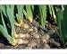 Photographic Prints of ROG-3251 Iris - Rhizomes, swollen stems from Ardea Wildlife Pets