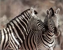Kissing Zebras Wild Animal Safari Cute Art Poster Print - 20" X 16"