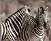 AFRICAN SAFARI ZEBRA STRIPED WILD POSTER ART PRINT