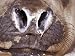 Close-Up of a Vulnerable Southern Elephant Seal's Nostrils and Mucus, Australia Photographic Poster Print by Jason Edwards, 12x9