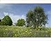 Photographic Prints of SAS-223 Olive Tree - in flowering spring meadow with Common Borage (Borago from Ardea Wildlife Pets