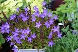 星型の花【店長オススメの花】カンパニュラアルペンブルー3号苗