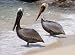 Pelican Pair - Easy Stick Vinyl Wall Art Decal