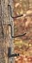 25 - Pk. Grizzly Tree Steps with 2 Gun & Bow Holders